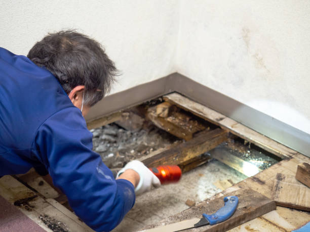 Best Same-Day Mold Removal  in West Ishpeng, MI