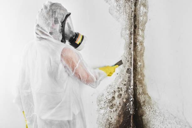 Best Residential Mold Removal  in West Ishpeng, MI