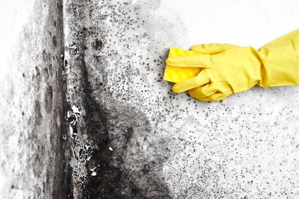 Best Attic Mold Removal  in West Ishpeng, MI