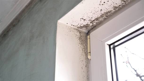 Best Local Mold Removal Service  in West Ishpeng, MI