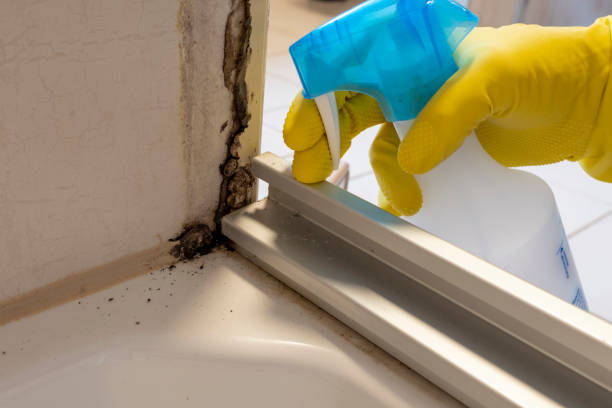 Home Mold Removal in West Ishpeming, MI