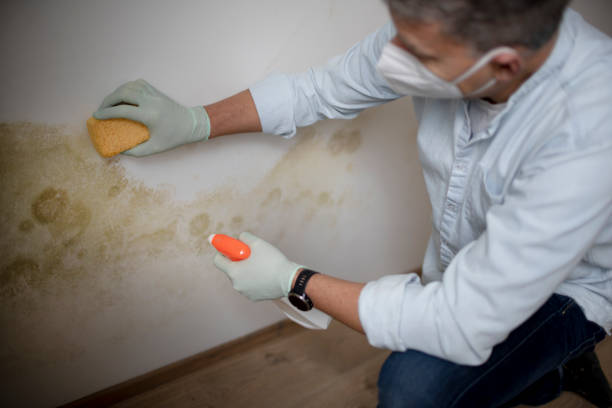 Best Fast Mold Removal  in West Ishpeng, MI