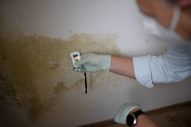 Certified Mold Removal in West Ishpeming, MI