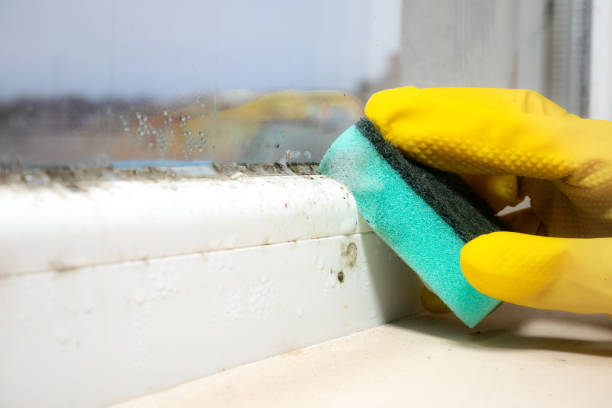 Best Certified Mold Removal  in West Ishpeng, MI