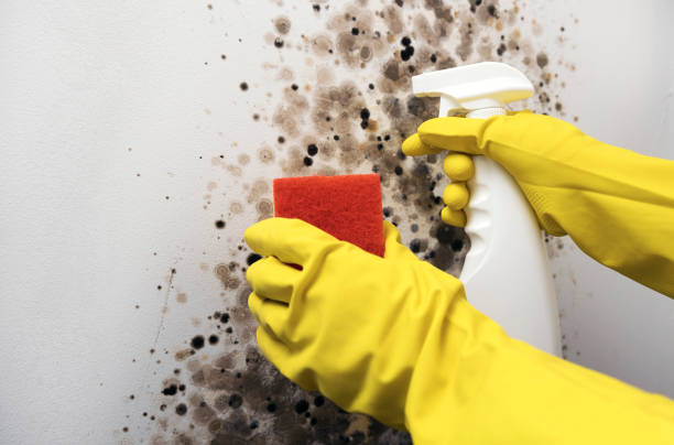 Best Mold Cleaning Services  in West Ishpeng, MI