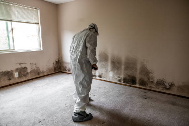 Best Crawl Space Mold Removal  in West Ishpeng, MI