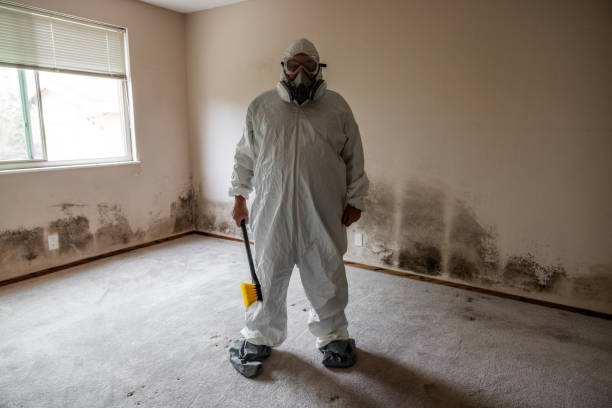 Professional Mold Removal in West Ishpeming, MI