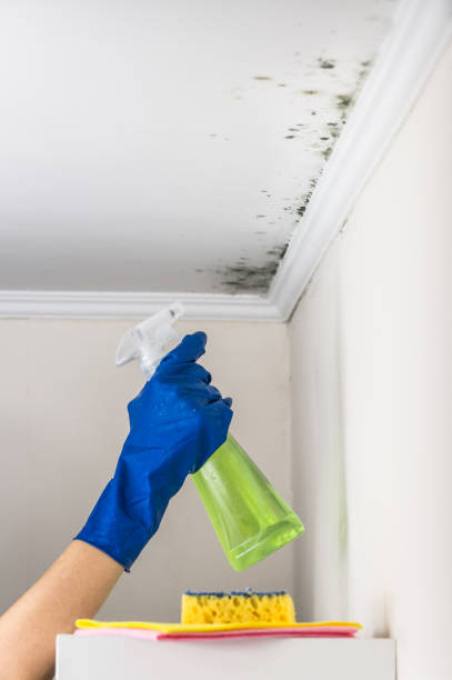 Certified Mold Removal in West Ishpeming, MI