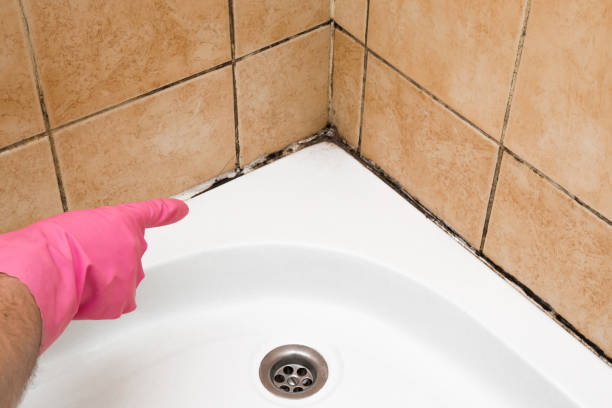 Best Local Mold Removal Service  in West Ishpeng, MI